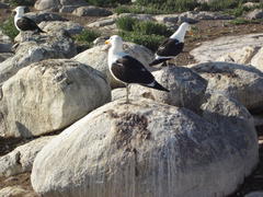 Larus dominicanus vetula