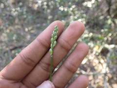 Ornithogalum anguinum