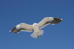 Larus dominicanus vetula