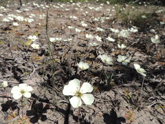 Drosera pauciflora