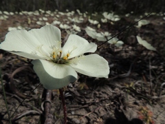 Drosera pauciflora