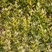 Shibataea kumasaca - Photo (c) harum.koh, algunos derechos reservados (CC BY-SA), subido por harum.koh