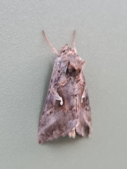 Autographa gamma