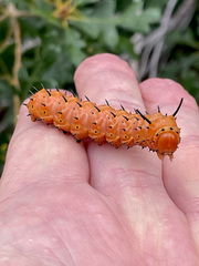 Anisota oslari