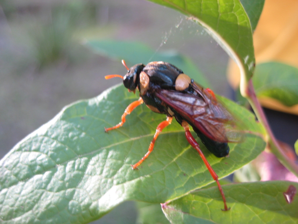 Perga dorsalis
