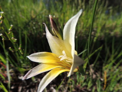 Gladiolus trichonemifolius