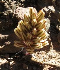 Eriospermum paradoxum