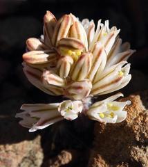 Eriospermum paradoxum