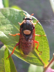 Perga dorsalis