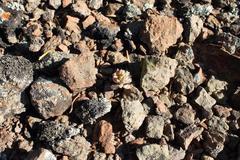 Eriospermum paradoxum