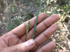 Ornithogalum anguinum
