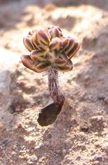 Eriospermum paradoxum