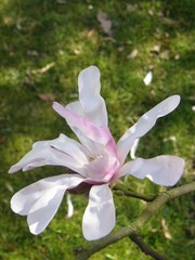 Magnolia loebneri