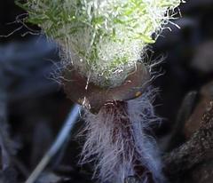 Eriospermum paradoxum