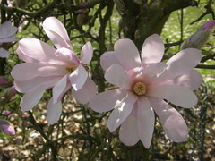 Magnolia loebneri