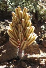 Eriospermum paradoxum