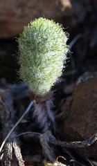 Eriospermum paradoxum