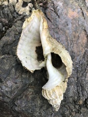 Fusitriton oregonensis