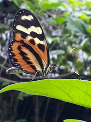 Mechanitis polymnia kayei