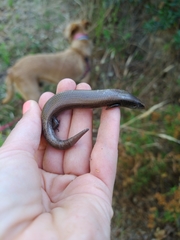Chalcides bedriagai