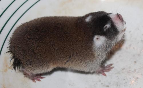 Cape Blesmol