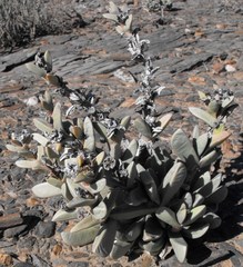 Hartmanthus pergamentaceus