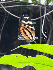 Mechanitis polymnia kayei