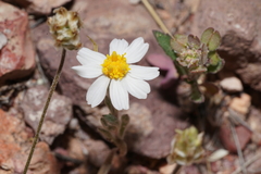 Eriophyllum lanosum