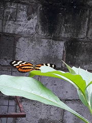 Mechanitis polymnia kayei