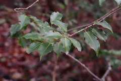 Ilex pedunculosa