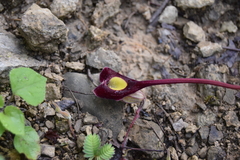 Aristolochia cardiantha
