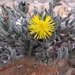 Hereroa hesperantha - Photo (c) pietermier, μερικά δικαιώματα διατηρούνται (CC BY-NC)