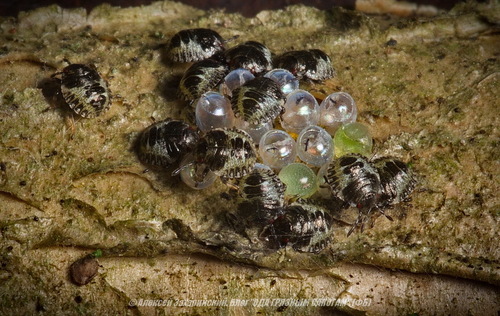 Raudonkojė skydblakė nuotrauka