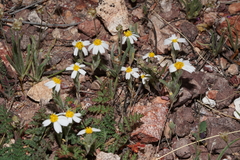 Eriophyllum lanosum