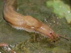 Limax maximus