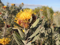 Leucospermum parile