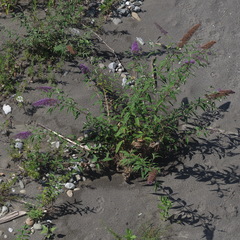 Buddleja davidii