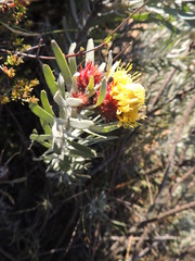 Leucospermum parile