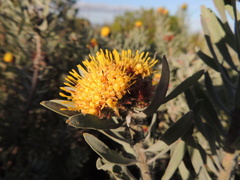 Leucospermum parile