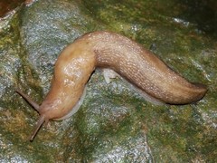 Limax maximus