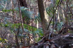 Diplopterygium glaucum