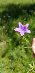 Campanula patula