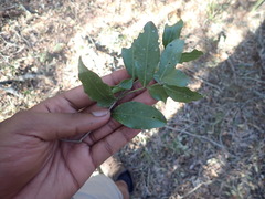 Pleurostylia capensis