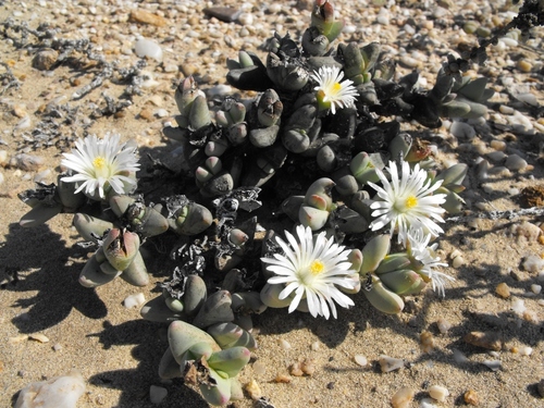 Mesembryanthemum elizae Dinter & A.Berger