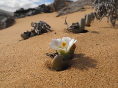Juttadinteria deserticola