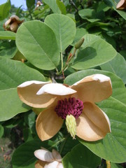 Magnolia sieboldii