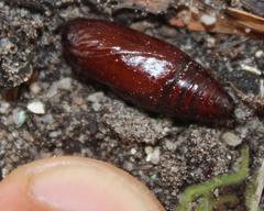 Compsotata elegantissima