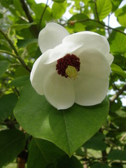 Magnolia sieboldii