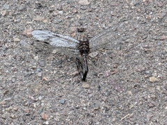 Anisoptera