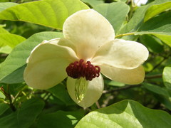 Magnolia sieboldii